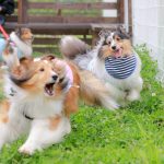 犬のしつけ教室を開催します。